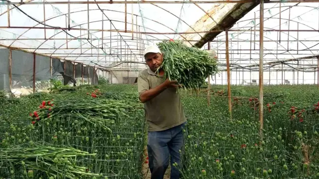 Isparta'dan Avrupa'ya Karanfil İhracatı
