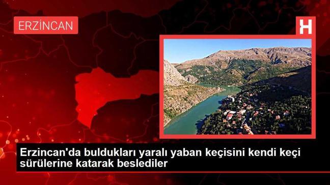 Erzincan'da buldukları yaralı yaban keçisini kendi keçi sürülerine katarak beslediler