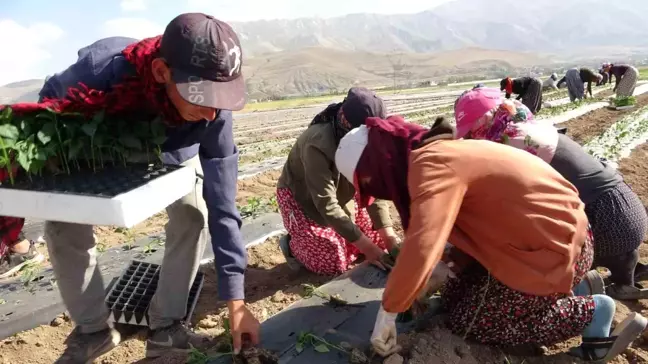 Van'da mevsimlik tarım işçileri sıcaklara rağmen çalışmaya devam ediyor