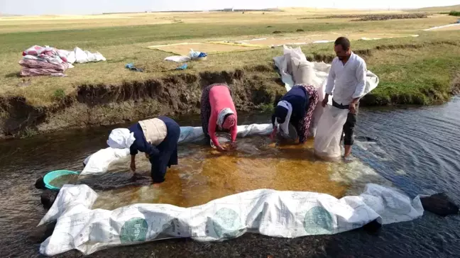 Erzincan'da Buğday Hasadı ve İşleme