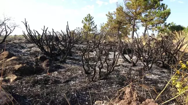 Çankırı Şabanözü'nde Orman Yangını Söndürüldü