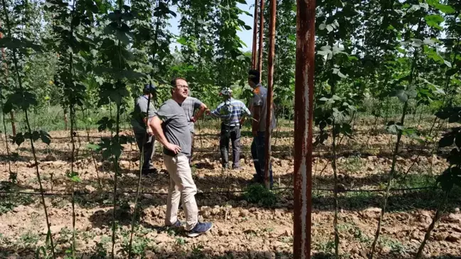 Bilecik'te Şerbetçi Otu Hasadı Öncesi Denetim Yapıldı