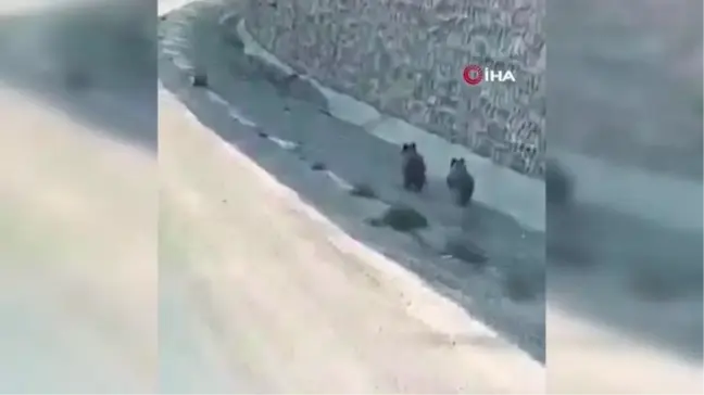 Yavru ayıların arabayla gülümseten yarışı kamerada