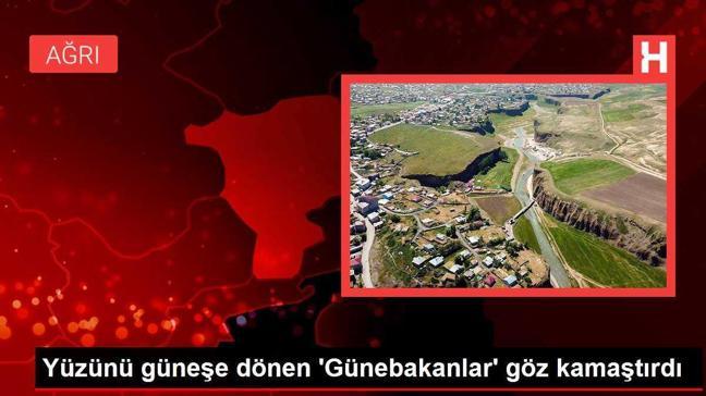 Yüzünü güneşe dönen 'Günebakanlar' göz kamaştırdı