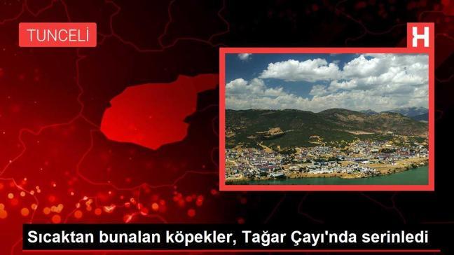 Sıcaktan bunalan köpekler, Tağar Çayı'nda serinledi
