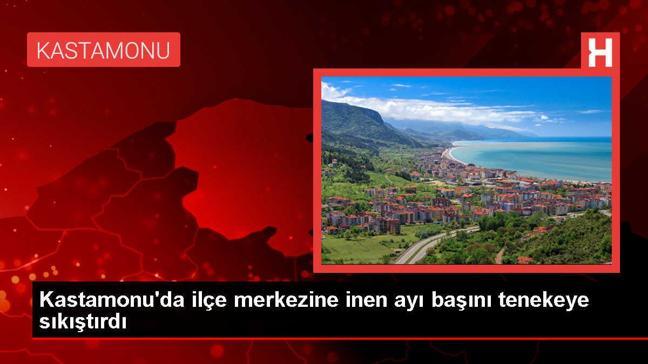 Kastamonu'da tenekeye sıkışan ayı kurtarıldı
