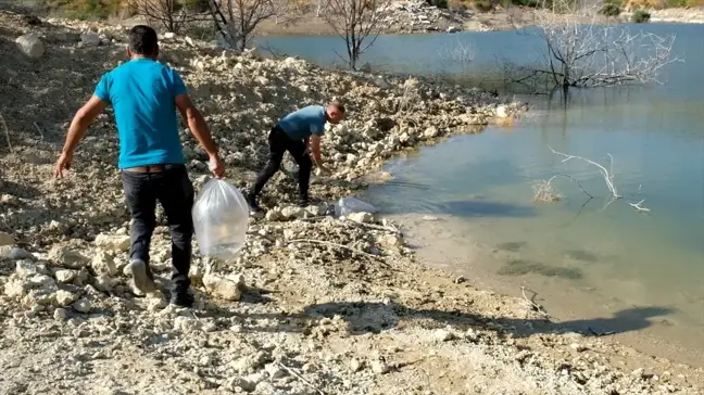 Mersin'de 15 Bin Sazan Balığı Yavrusu Gölete Bırakıldı