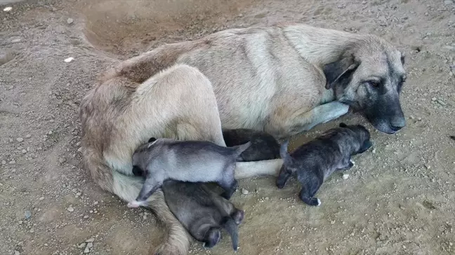 Tarsus'ta Uçurumda Mahsur Kalan Köpek ve Yavruları Kurtarıldı
