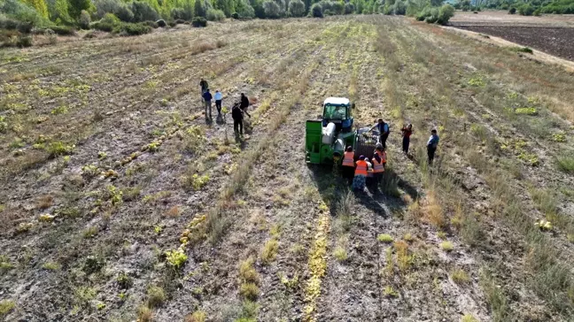Çankırı Belediyesi Tarım Projesi: Kabak Hasadı Gerçekleştirildi