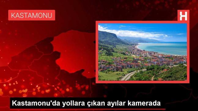 Kastamonu'da yollara çıkan ayılar kamerada