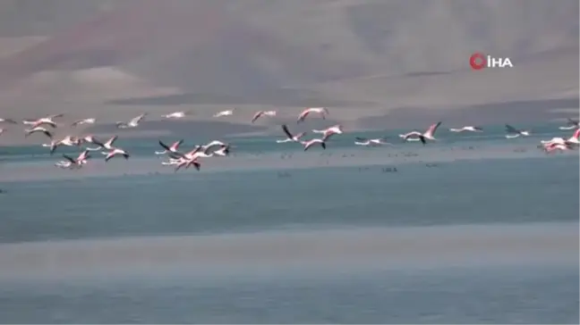 Flamingolar Erçek Gölü kıyısında görsel şölen oluşturdu