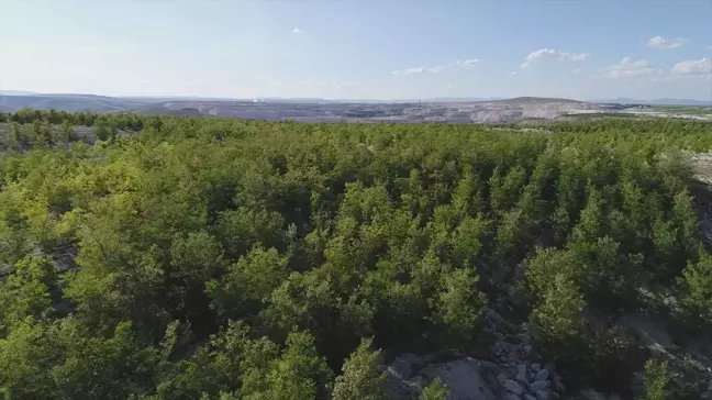 Demir Export, Doğaya Yeniden Kazandırma Projesiyle 1,5 Milyon Fidan Dikti