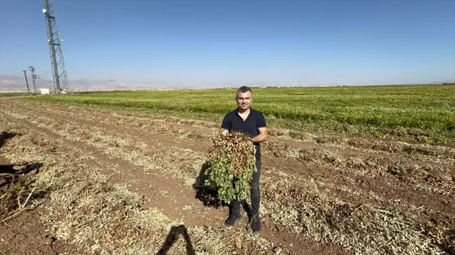 Silopi'de Yer Fıstığı Hasadı Başladı
