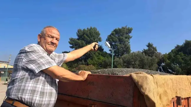 Söke Ovası'nda Pamuk Hasadı Devam Ederken İlk Ayçiçeği de Hasat Edildi