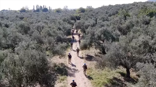 Edremit Körfezi'nde Zeytin Hırsızlıklarına Karşı Jandarma Tedbir Alıyor