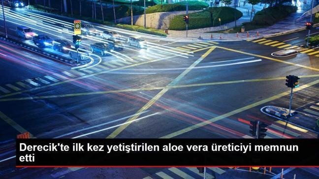 Derecik'te ilk kez yetiştirilen aloe vera üreticiyi memnun etti