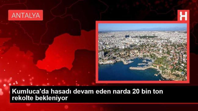 Kumluca'da hasadı devam eden narda 20 bin ton rekolte bekleniyor