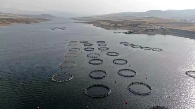 İmranlı'da Yetiştirilen Türk Somonları Avrupa'ya Gönderiliyor