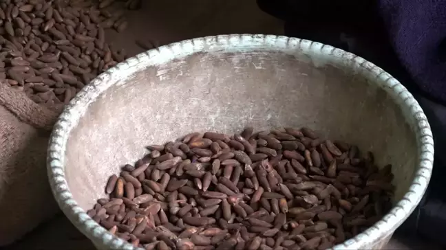 Afganistan'da Çam Fıstığı İhracatı İş Fırsatları Yaratıyor