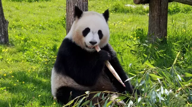 Pandalar hangi ülkede yaşıyor? Pandalar kaç saat uyuyor?
