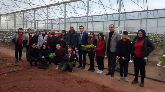 Eskişehir'de topraksız marul hasadı yapıldı