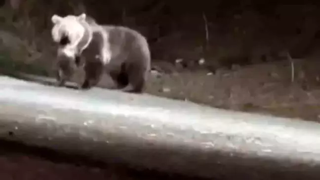 Kastamonu'da Ayıya Saldıran Sokak Köpekleri Görüntülendi