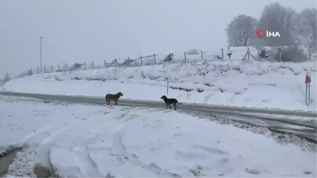 Domaniç beyaza büründü, ekiplerin karla mücadelesi devam ediyor