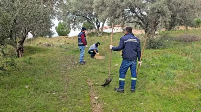 Aydın'da Sokak Köpekleri Zehirlendi