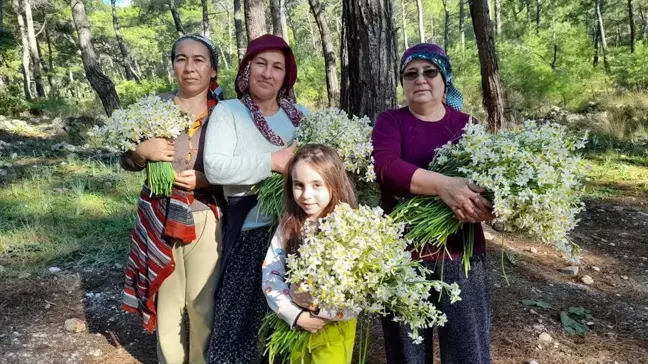 Antalya'nın Kumluca ilçesinde Gelidonya bölgesi nergis çiçekleriyle sarı beyaz renklere büründü