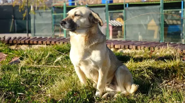 Türkiye'de 'köpek köy' projesi önerisi
