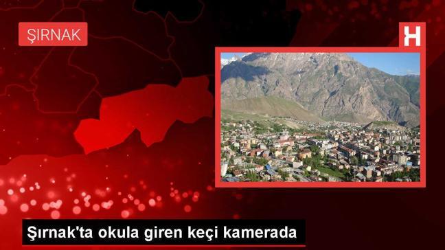 Silopi'de okula giren keçi güvenlik kamerasına yakalandı