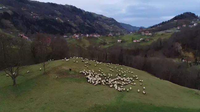 Trabzon'da çobanlar meralarda mesaiye devam ediyor