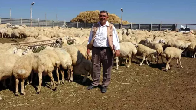 KOP'un Portatif Çadır Ağıl Desteği Küçükbaş Hayvan Sayısını Artırdı