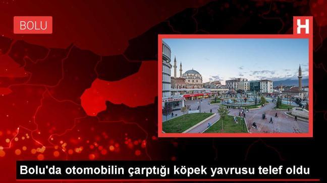 Bolu'da otomobilin çarptığı köpek yavrusu telef oldu