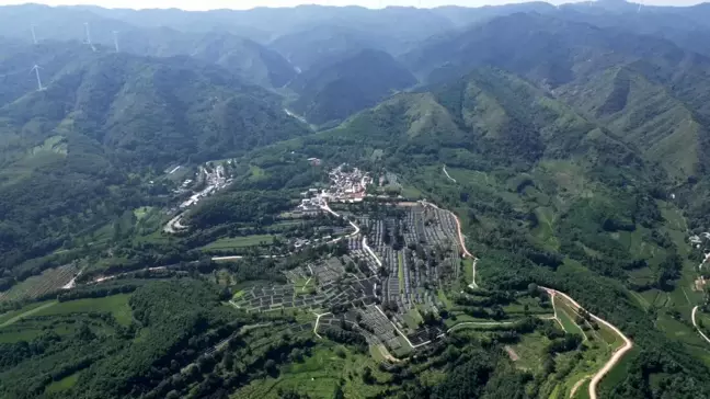 Çin'de Yuncheng köyünde çay yetiştiriciliği kırsal ekonomiyi canlandırıyor