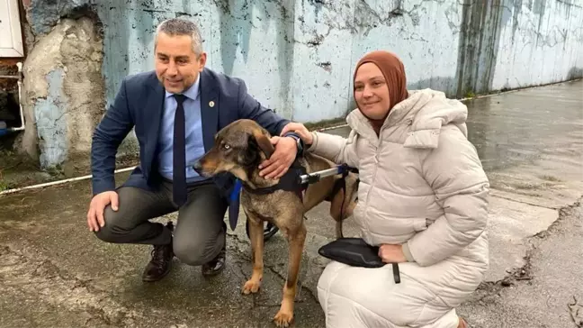 Sokak köpeğine araç çarptı, gönüllülerin bağışıyla yürüteç alındı