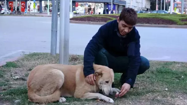 Adana'da sokakta yaşayan genç, yiyecekleri sokak hayvanlarıyla paylaşıyor