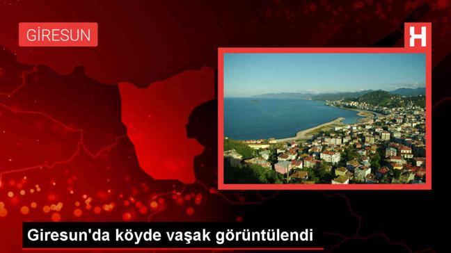 Giresun'da yerleşim yerine inen vaşak güvenlik kamerasına yansıdı