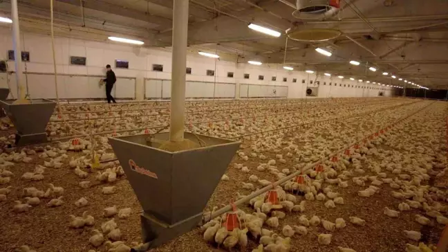 Erzincan'da Tavuk Çiftliği Ziyareti