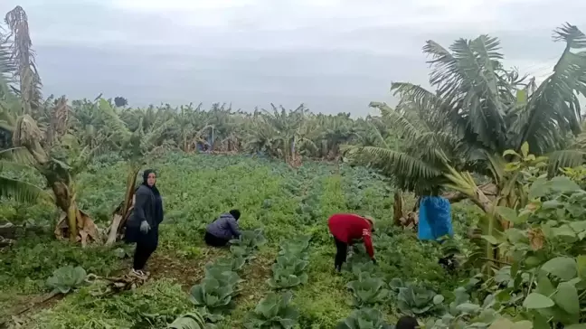 Lübnanlı çiftçiler, İsrail-Hizbullah çatışmaları sırasında ürünlerini hasat etmeye devam ediyor