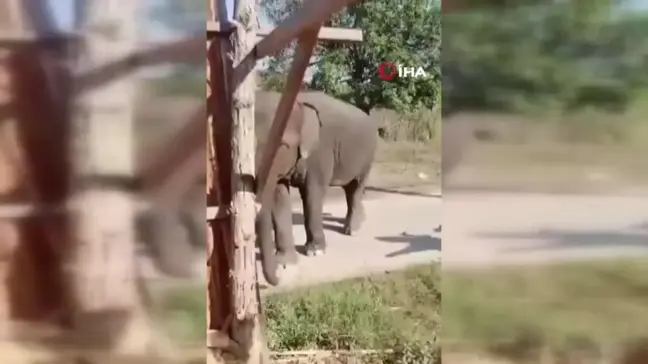 Tayland'da fil sahibini ezerek öldürdü
