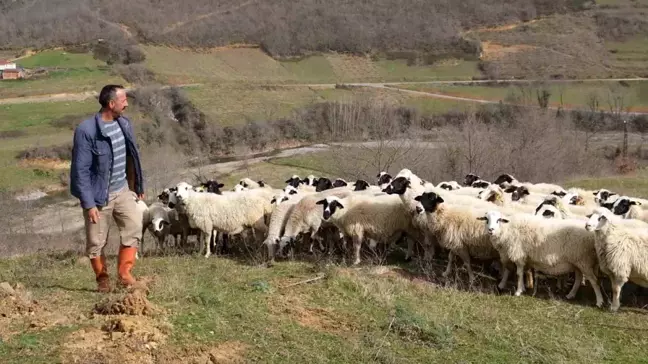 Çobanın Sevgililer Günü Sürprizi
