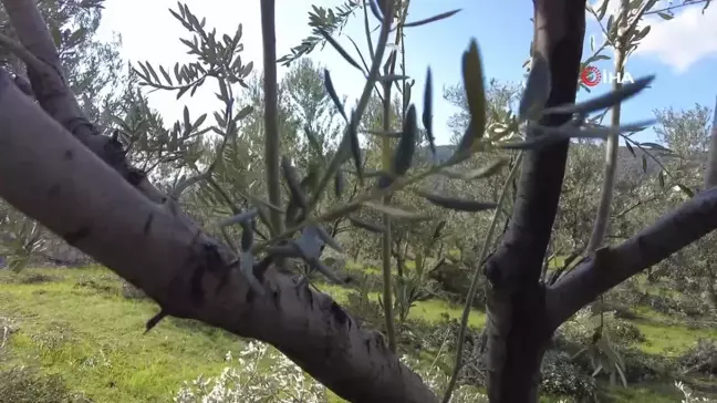 Foça'da zeytin ağaçlarında budama başladı