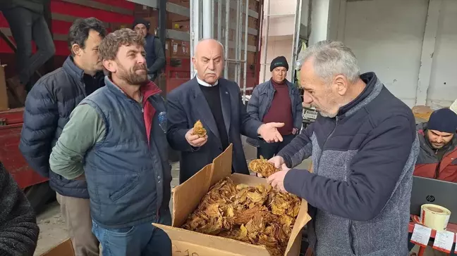 Samsun Bafra'da Tütün Alımları Başladı