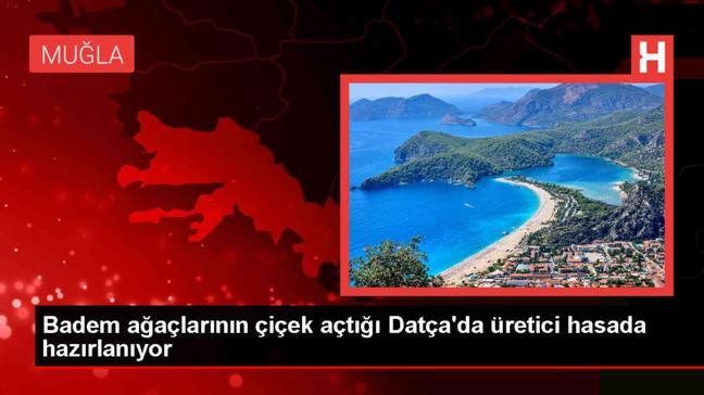Datça'da badem ağaçlarında hasat hazırlığı başladı