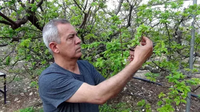 Silifke'de Örtü Altı Erik Üretimi Başladı