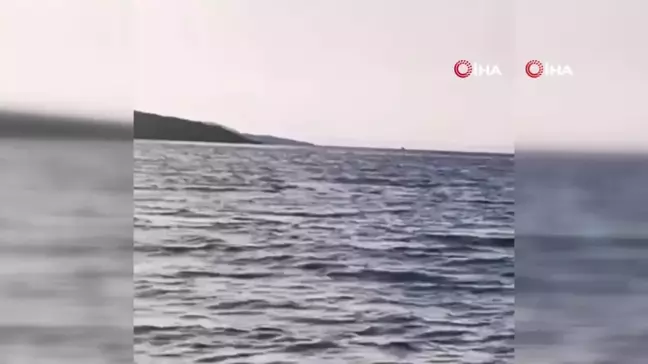 Ayvalık'ta 5 yunus tekneyle yarıştı