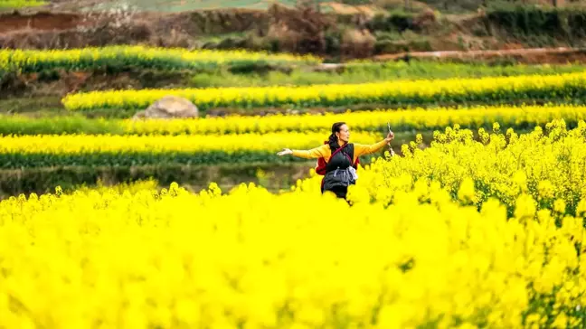 Çin'deki Liuzhi Özel Bölgesi'ndeki Kanola Tarlaları Turistleri Cezbediyor