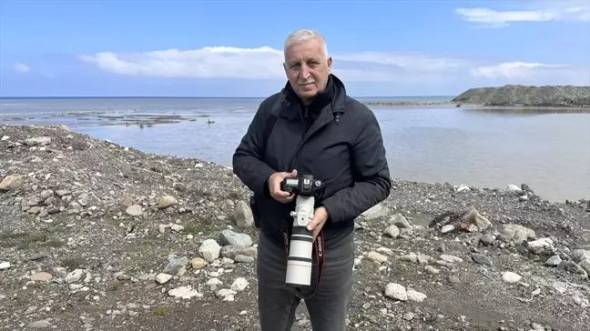 Abana'da göç yolculuğuna devam eden telli turnalar görüntülendi