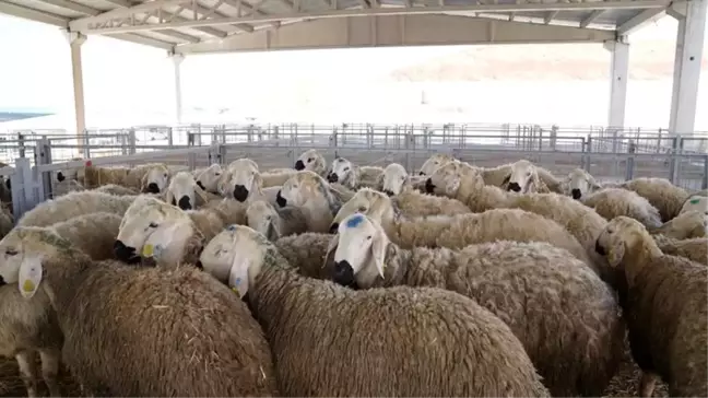 Çankırı'da 'Koyun ve Keçilerde Verimliliği Artırma Projesi' kapsamında 216 adet koç dağıtıldı